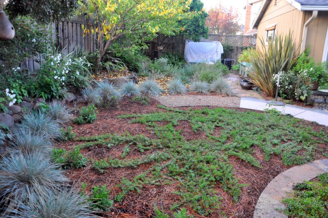 November 2016 * Native garden one year later