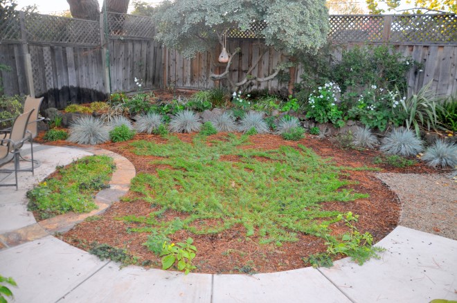 native garden near patio
