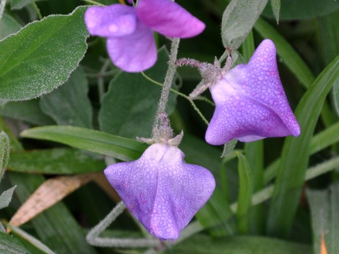 sweet-peas-after-a-rain