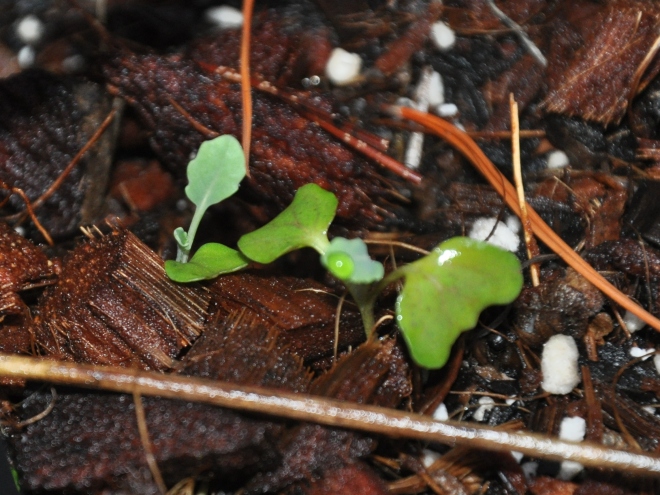 broccoli-seedlings