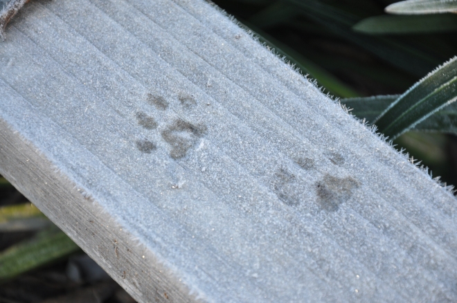 frost-kitty-paws-in-the-garden