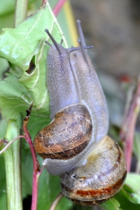 pair-of-snails