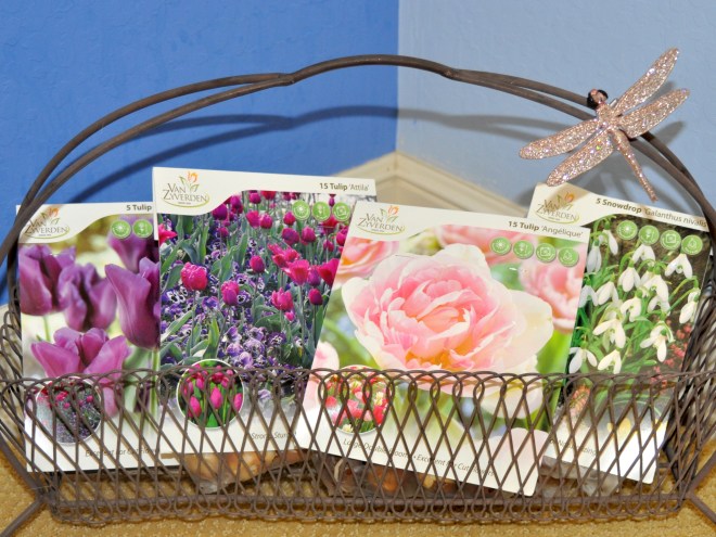 tulip-bulbs-in-packets