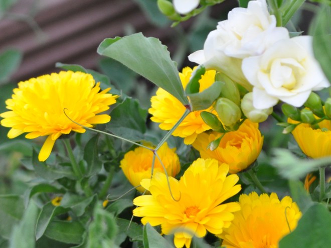 three flowers in the curb garden