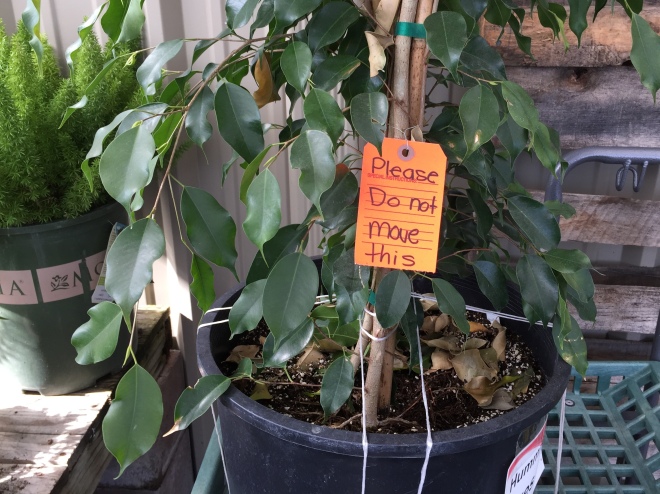 potted ficus with do not move tage