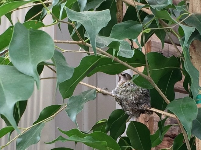 nesting Anna's hummingbird