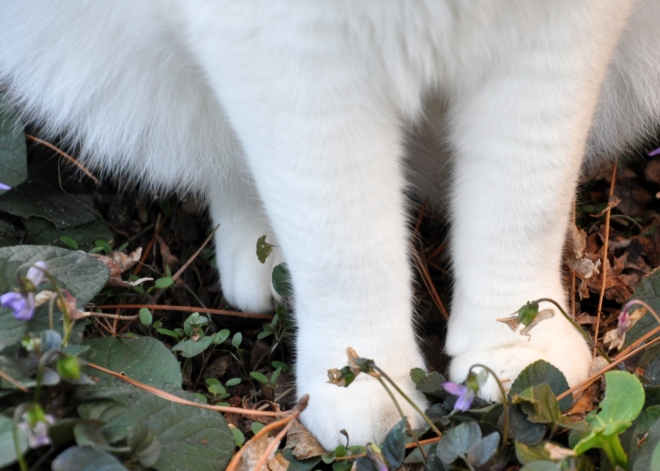 cat feet in violets