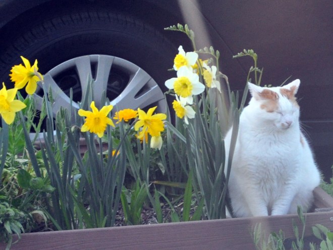 daffodils in the curb garden
