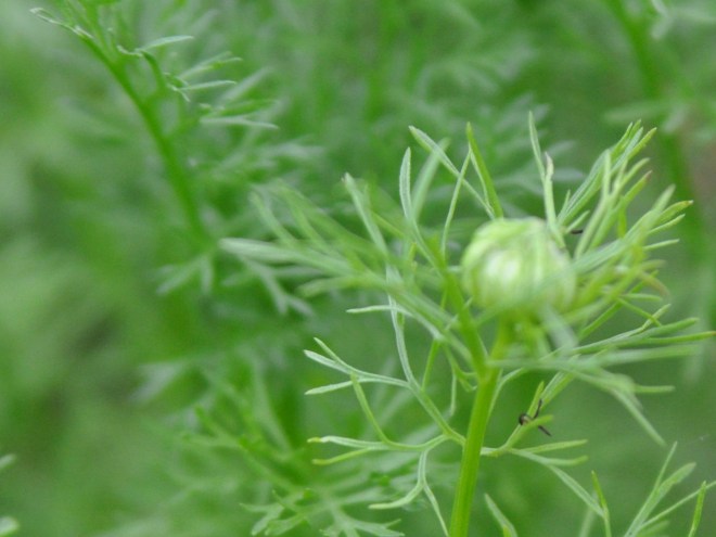 Nigella bud