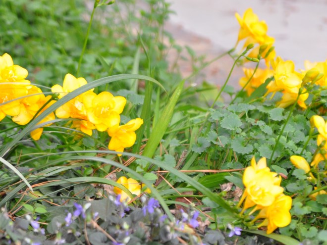 yellow freesia and violets