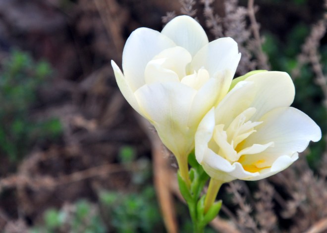 white freesia curb garden