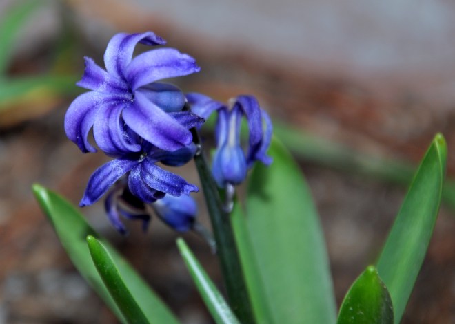 purple hyacinth