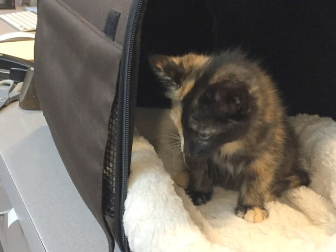 Tessa in cat carrier
