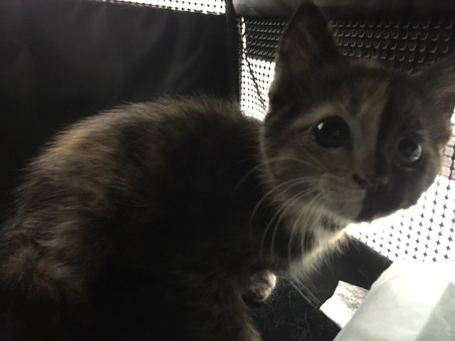 kitten in a cat carrier