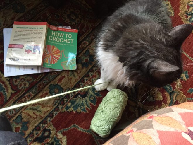 cat with yarn and crochet