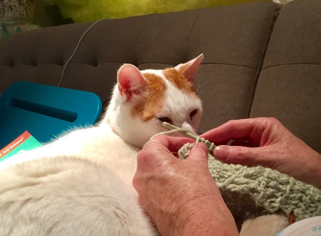 cat in lap with crochet