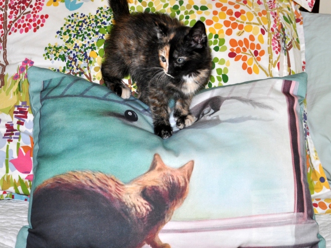 Tessa on Bob the Cat pillow