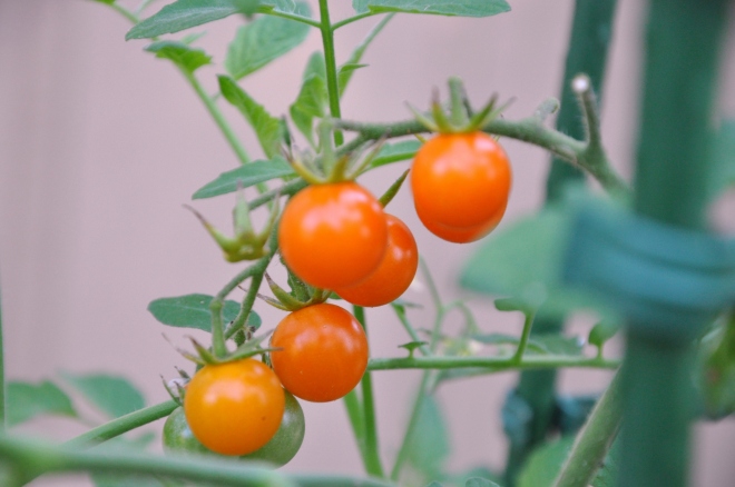 orange tomatoes in planting box