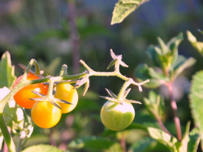 curb garden tomatoes orange