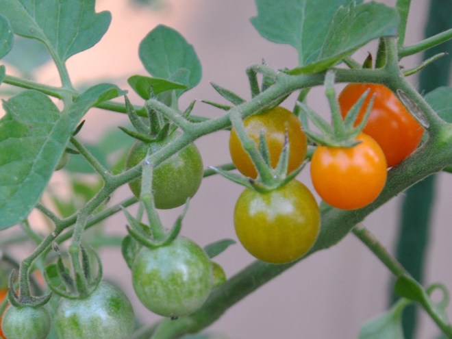 orange cherry tomatoes 