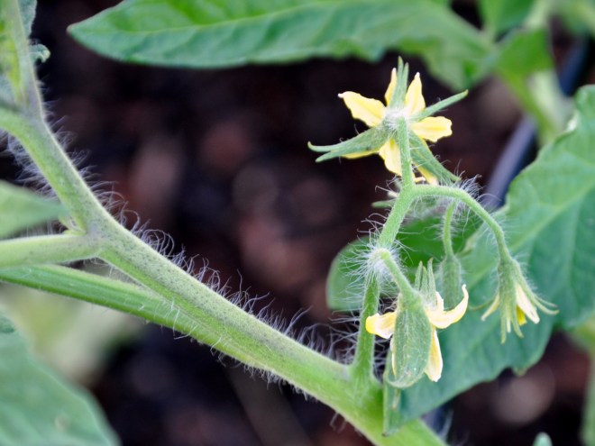 newly planted tomato
