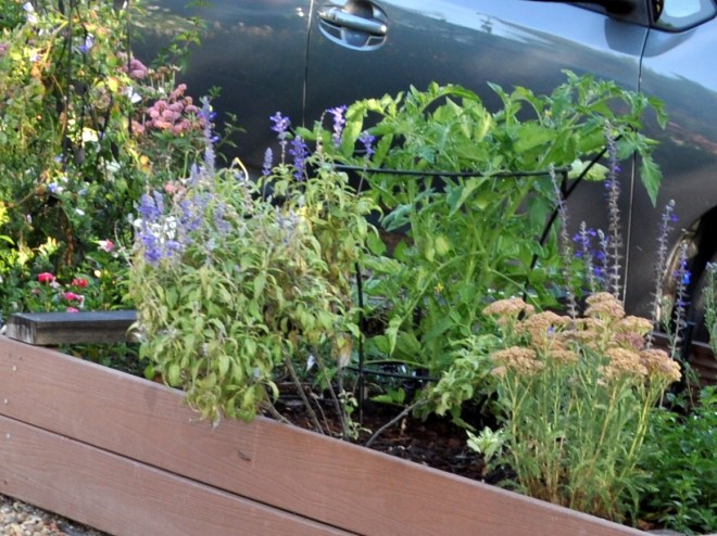 tomato plant curb garden