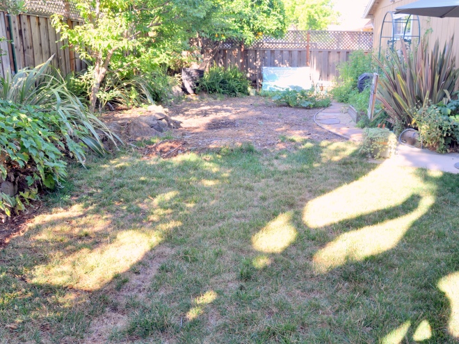 Back Garden: Half of the dried out lawn and half sheet-mulched lawn