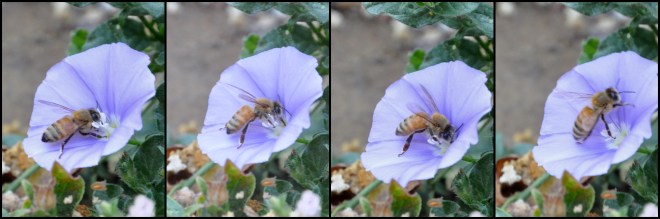 bees during solar eclipse