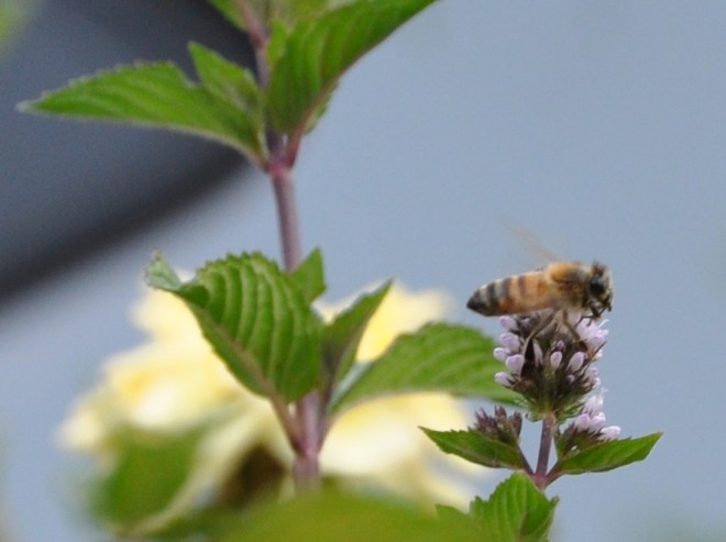 bee on chocolate mint flower