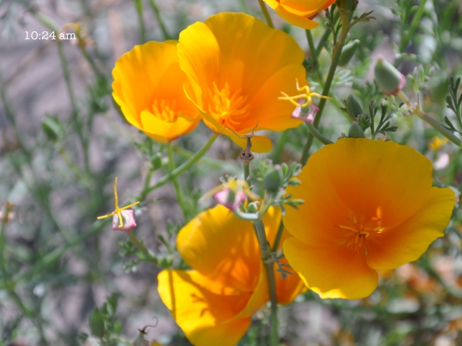 California poppies during the solar eclipse