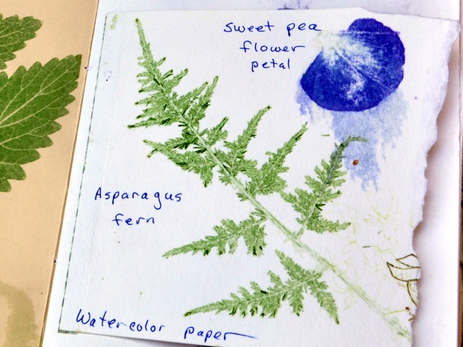 Chlorophyll transfer fern and sweet pea 