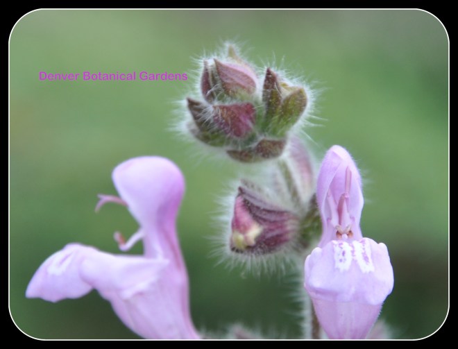 Denver Botanical Gardens 