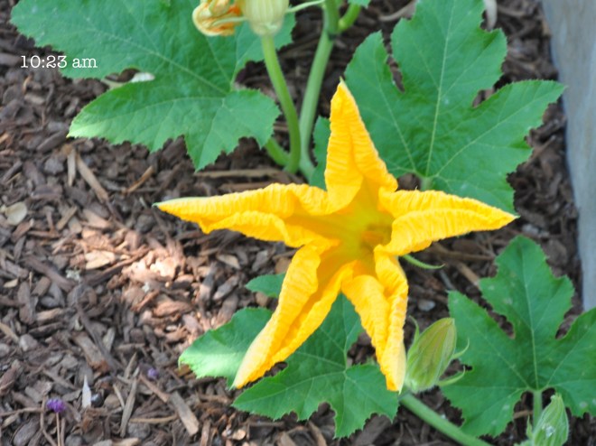 pumpkin blossum during solar eclipse