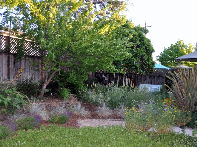 native plants back garden