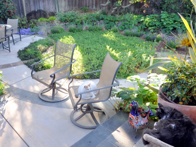 back garden patio and native plants