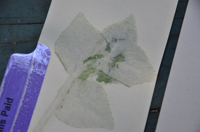 File folder leaf print