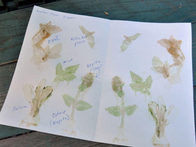 chlorophyll prints watercolor paper