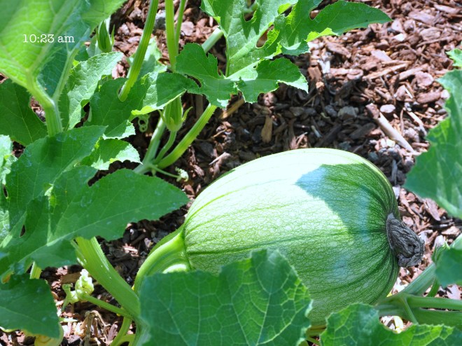 Pumpkin in shadows solar eclipse