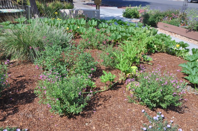 front garden pumpkin vines