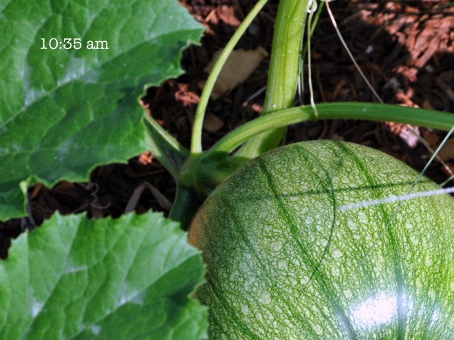 pumpkin shadow during solar eclipse