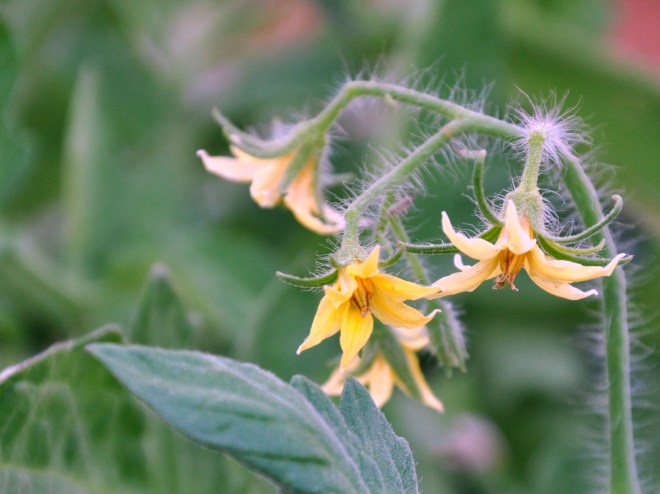tomato plant flowers