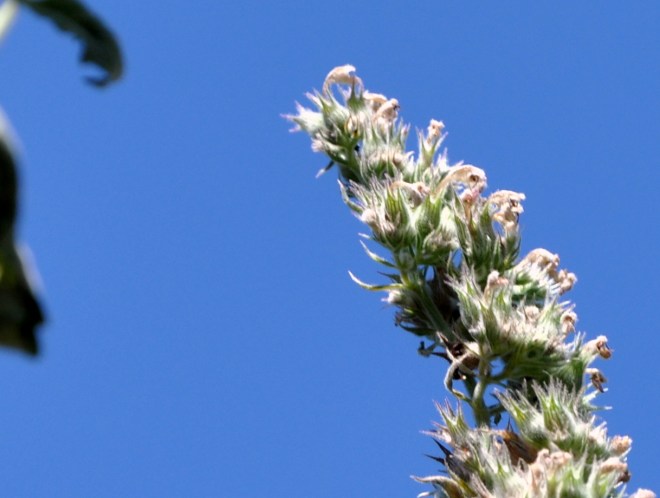nepeta going to seed