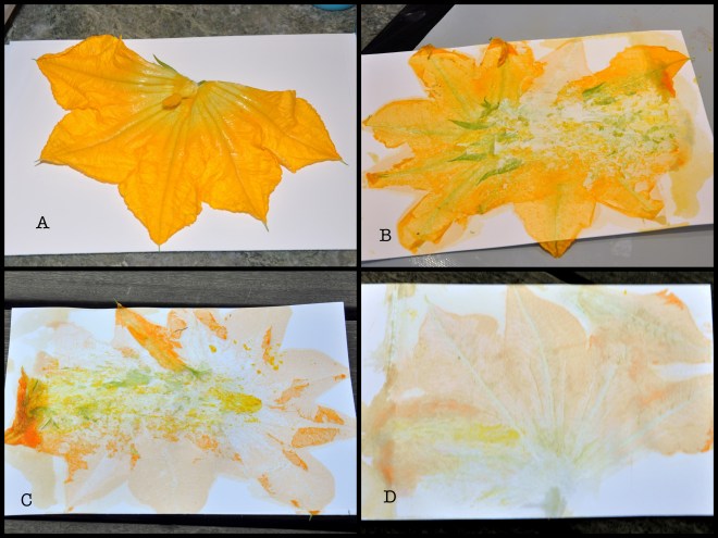 Pumpkin flower impression