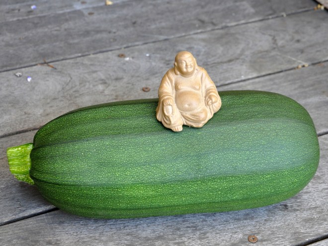 Zucchini or Pumpkin?