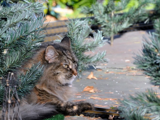 kitty by the model train track