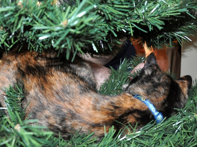 Kitten in Christmas tree