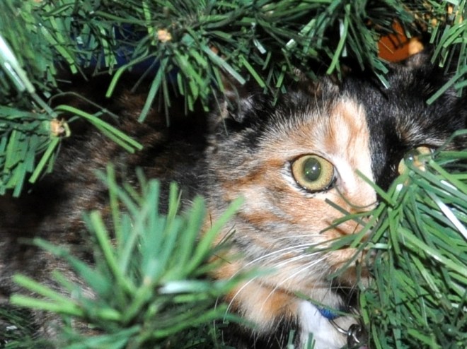 two faced kitten in Christmas tree
