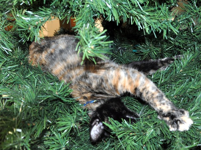 kitten in christmas tree