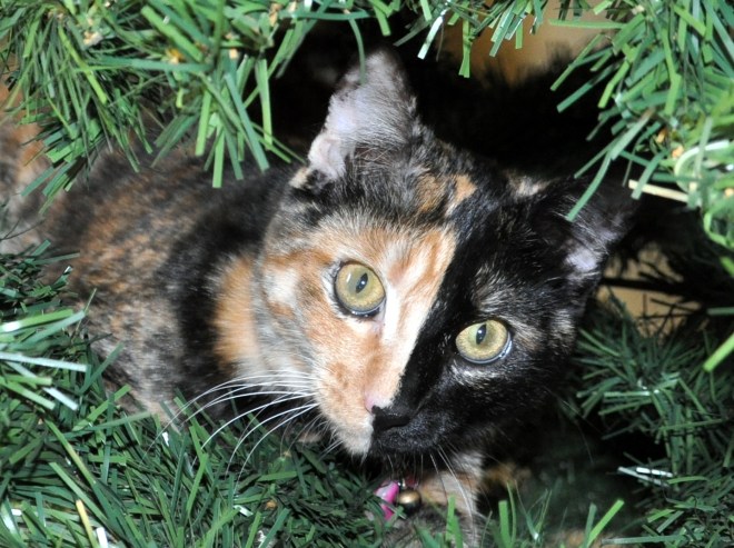 Kitten in Christmas Tree