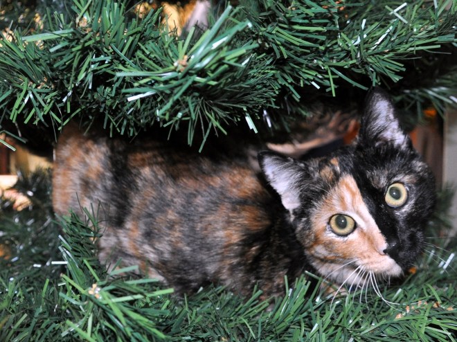 two faced kitten in christmas tree